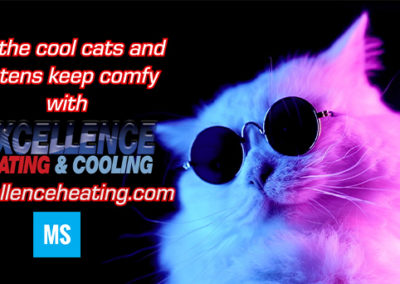 Cool Cat